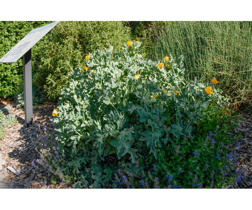Yellow Hornpoppy
